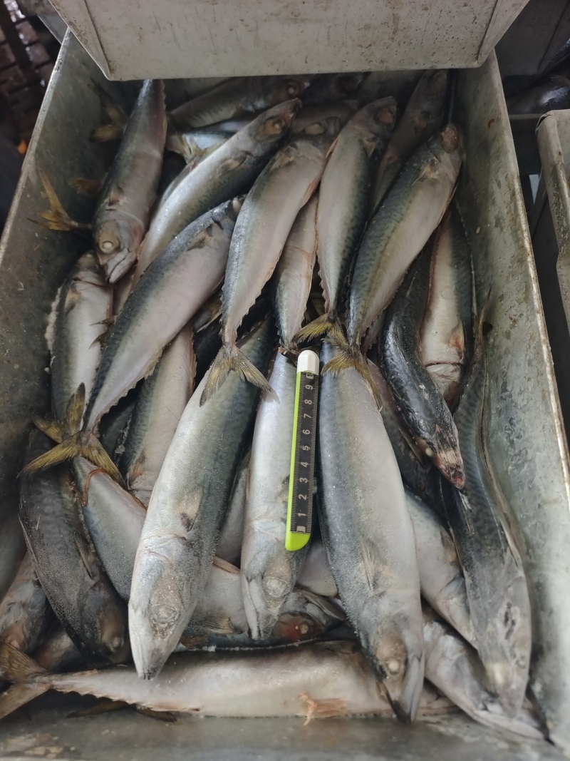 山东威海本地陆冻鲐鲅鱼20斤板规格150-250g