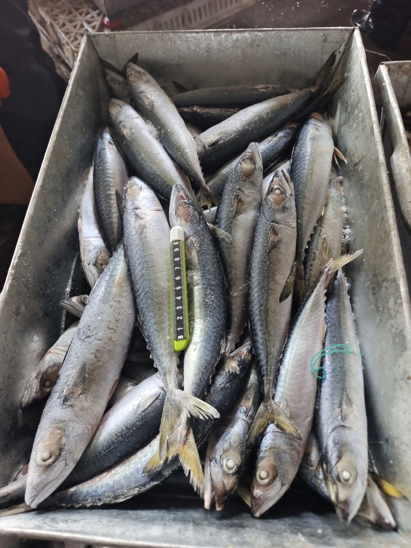 山东威海本地陆冻鲐鲅鱼20斤板规格150-250g