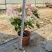 多款【新品】三角梅盆栽四季花卉耐寒爆花耐热好养绿植庭院阳