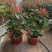 多款【新品】三角梅盆栽四季花卉耐寒爆花耐热好养绿植庭院阳