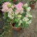 多款【新品】三角梅盆栽四季花卉耐寒爆花耐热好养绿植庭院阳