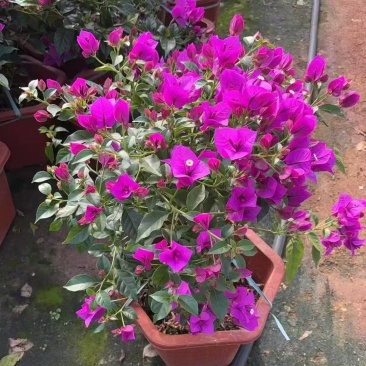 多款【新品】三角梅盆栽四季花卉耐寒爆花耐热好养绿植庭院阳