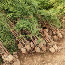 苗圃供应高度1.5米1.8米侧柏苗荒山绿化墓地绿化的