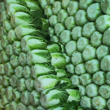 新野县净菜3456斤大量上市！