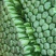 新野县净菜3456斤大量上市！