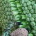新野县净菜3456斤大量上市！