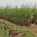 苗圃供应高度1.5米1.8米侧柏苗荒山绿化墓地绿化的