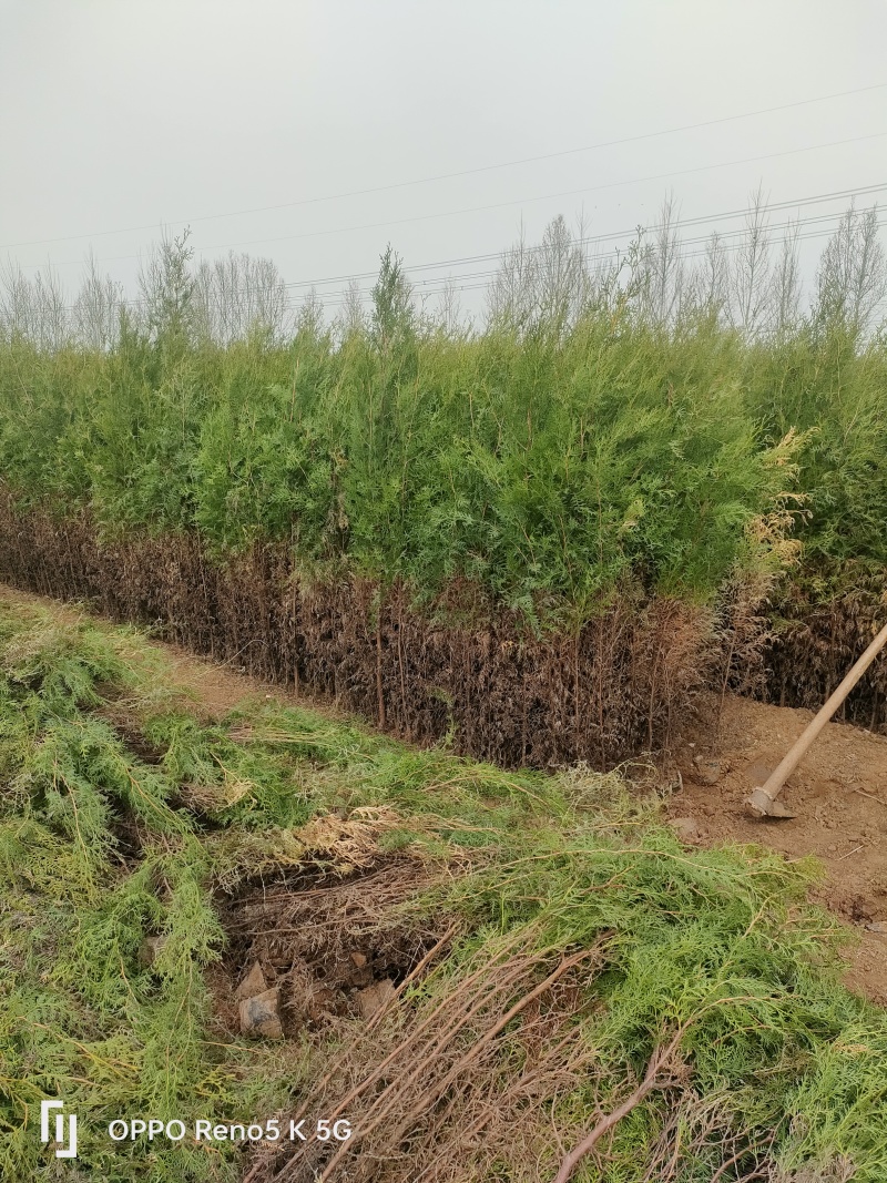 苗圃供应高度1.5米1.8米侧柏苗荒山绿化墓地绿化的