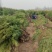 苗圃供应高度1.5米1.8米侧柏苗荒山绿化墓地绿化的