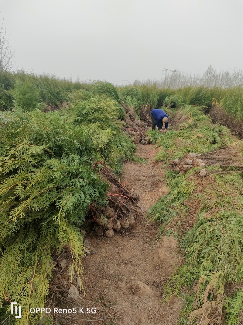 苗圃供应高度1.5米1.8米侧柏苗荒山绿化墓地绿化的