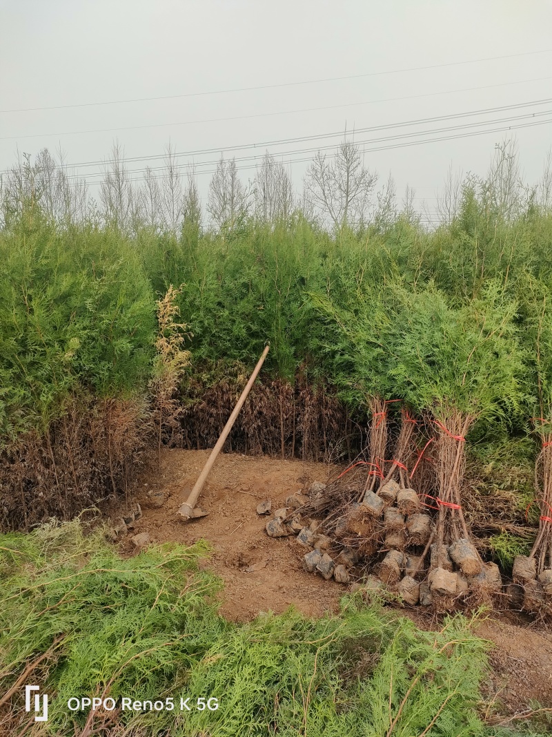 苗圃供应高度1.5米1.8米侧柏苗荒山绿化墓地绿化的