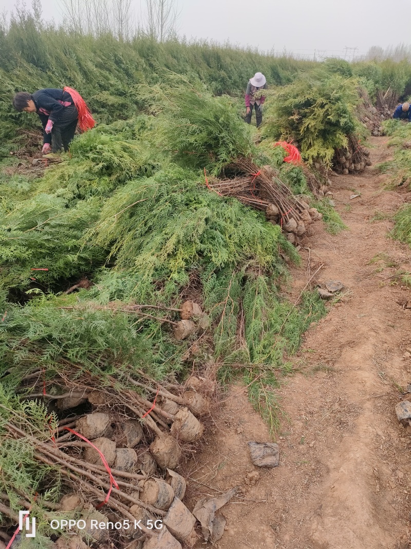 苗圃供应高度1.5米1.8米侧柏苗荒山绿化墓地绿化的