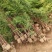 苗圃供应高度1.5米1.8米侧柏苗荒山绿化墓地绿化的