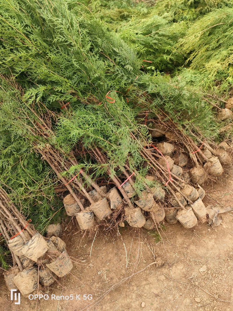 苗圃供应高度1.5米1.8米侧柏苗荒山绿化墓地绿化的