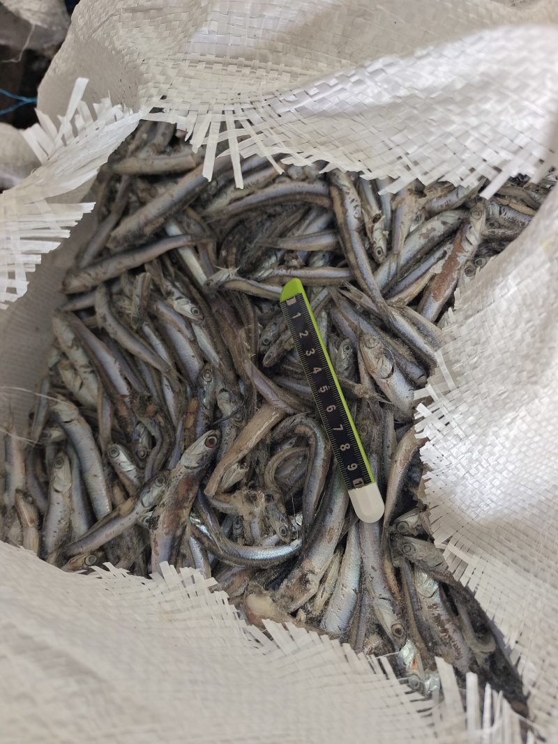 山东威海拖网船冻鳀鱼老燕屎30斤板1锅2锅3锅规格齐全