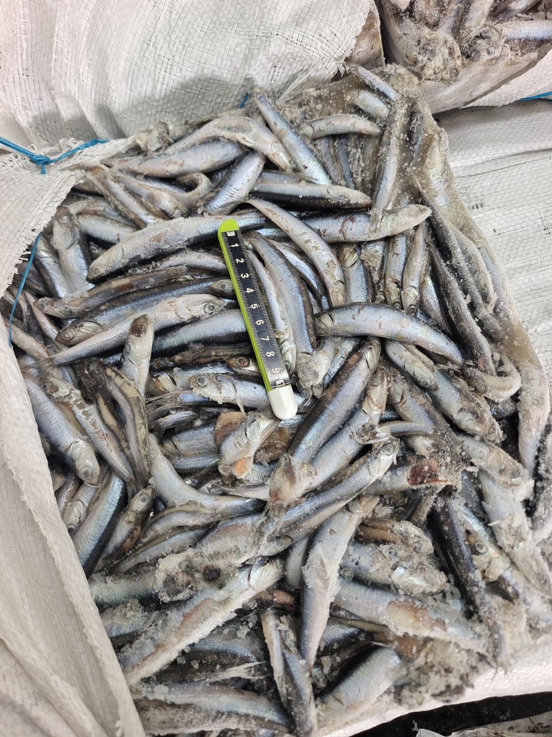 山东威海拖网船冻鳀鱼老燕屎30斤板1锅2锅3锅规格齐全