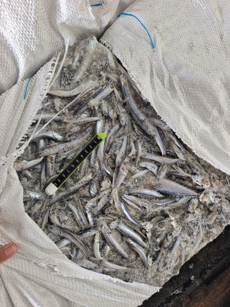 山东威海拖网船冻鳀鱼老燕屎30斤板1锅2锅3锅规格齐全