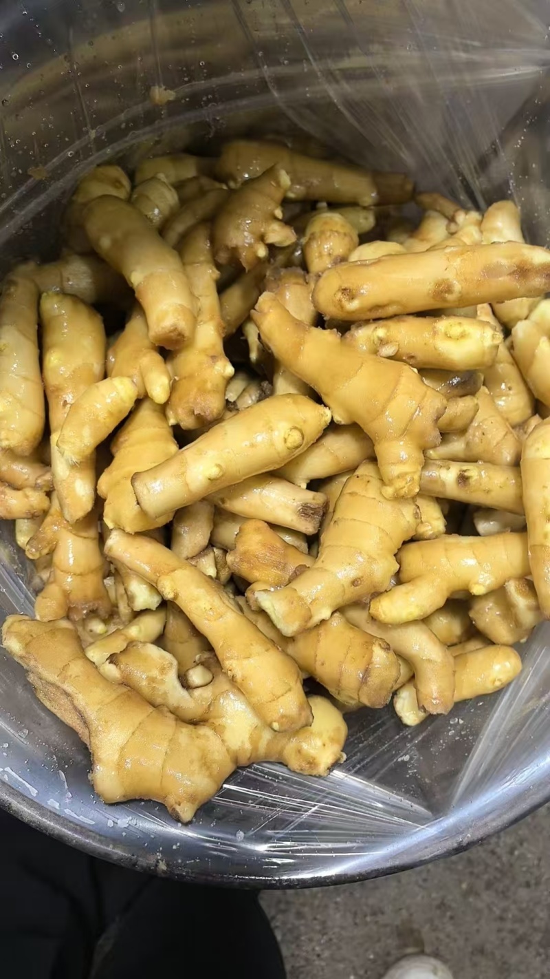 山东潍坊安丘，姜母姜巴姜头风干姜巴老姜注重品质