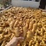 山东潍坊安丘，姜母姜巴姜头风干姜巴老姜注重品质