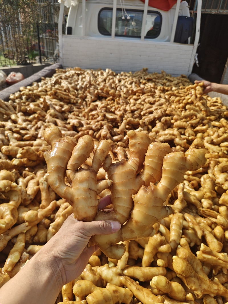 山东潍坊安丘，姜母姜巴姜头风干姜巴老姜注重品质