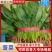 【精品菠菜】山东潍坊本地菠菜大叶菠菜全国发货