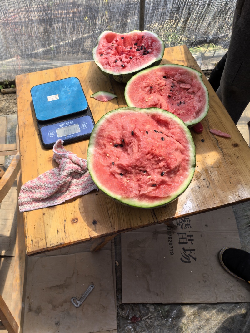 江苏盐城产区有籽嘉年华红瓤黑籽保质保量