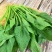 【精品菠菜】山东潍坊本地菠菜大叶菠菜全国发货