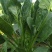 【精品菠菜】山东潍坊本地菠菜大叶菠菜全国发货