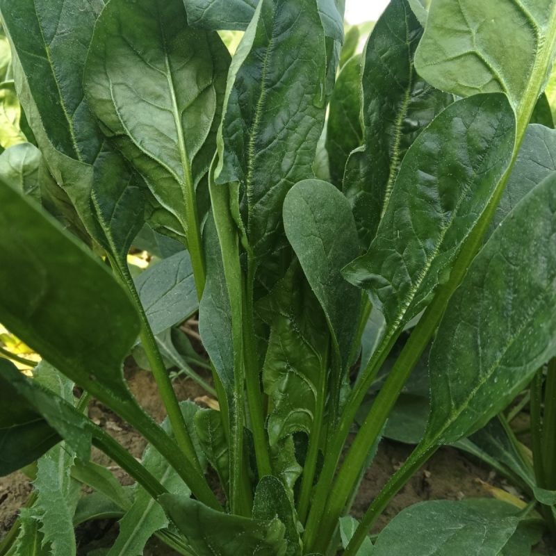 【精品菠菜】山东潍坊本地菠菜大叶菠菜全国发货