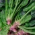 【精品菠菜】山东潍坊本地菠菜大叶菠菜全国发货