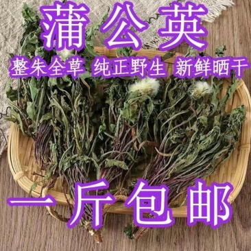 蒲公英