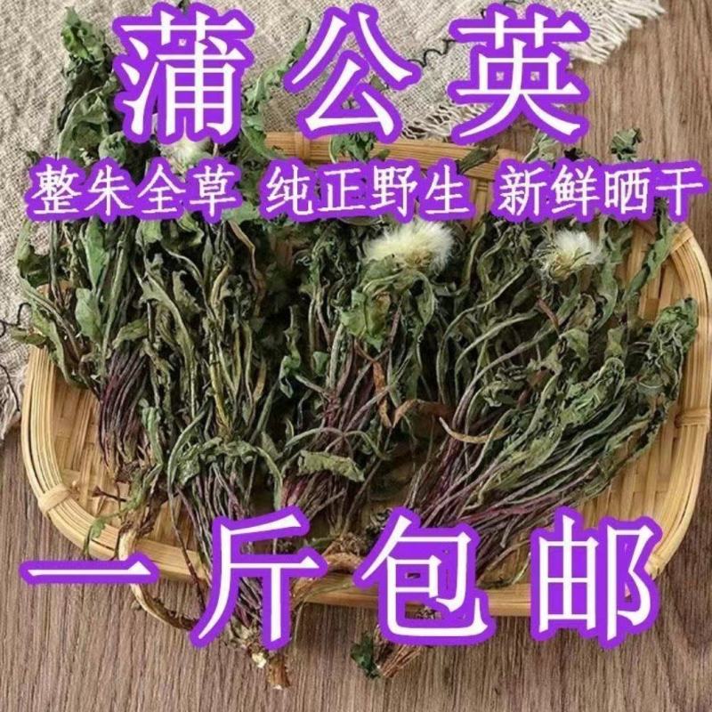 蒲公英