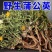 蒲公英