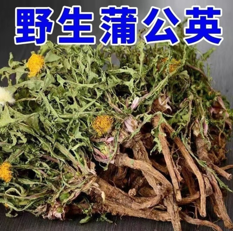 蒲公英