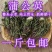 蒲公英
