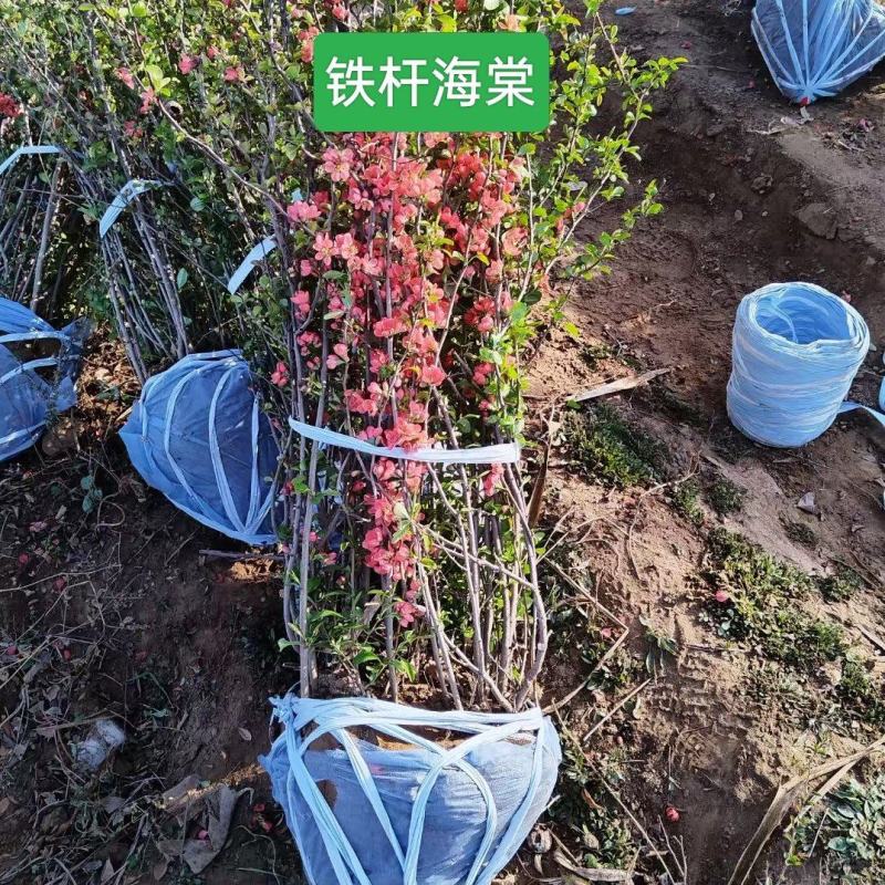 河北定州铁杆海棠貼杆海棠花灌木绿化苗木树苗一手货源