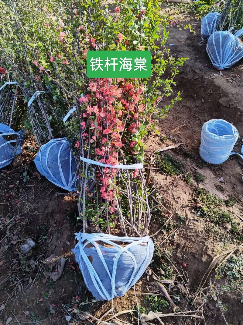 河北定州铁杆海棠貼杆海棠花灌木绿化苗木树苗一手货源