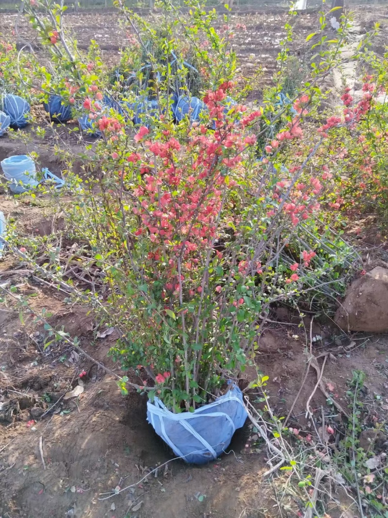 河北定州铁杆海棠貼杆海棠花灌木绿化苗木树苗一手货源