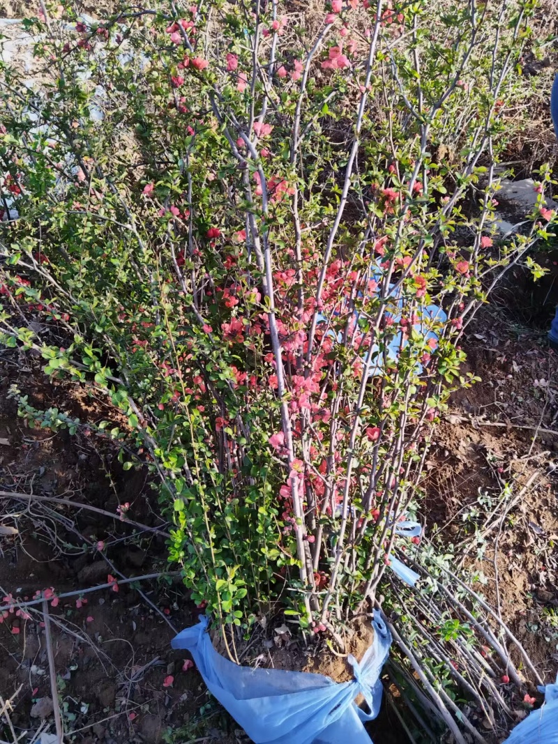 河北定州铁杆海棠貼杆海棠花灌木绿化苗木树苗一手货源