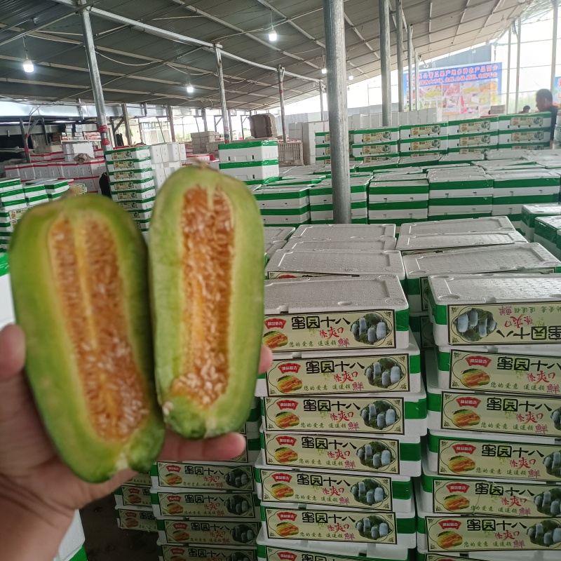 博洋72甜瓜密园十八甜瓜产地量大看棚定货糖度高货多