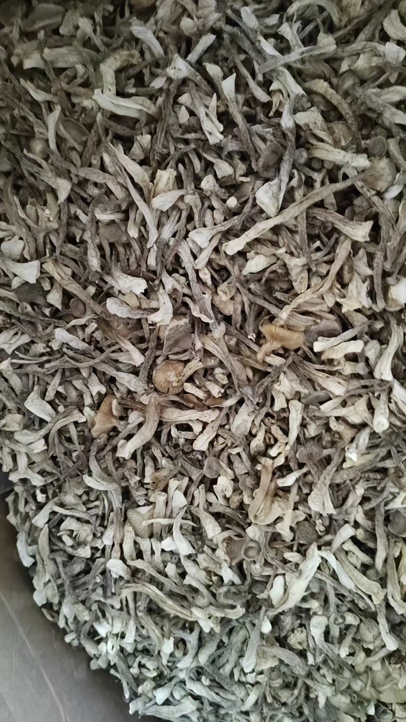 精品鹿茸菇全国可发量大从优现货速发价格透明