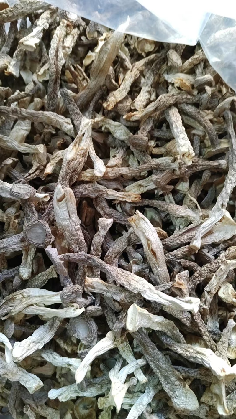 精品鹿茸菇全国可发量大从优现货速发价格透明