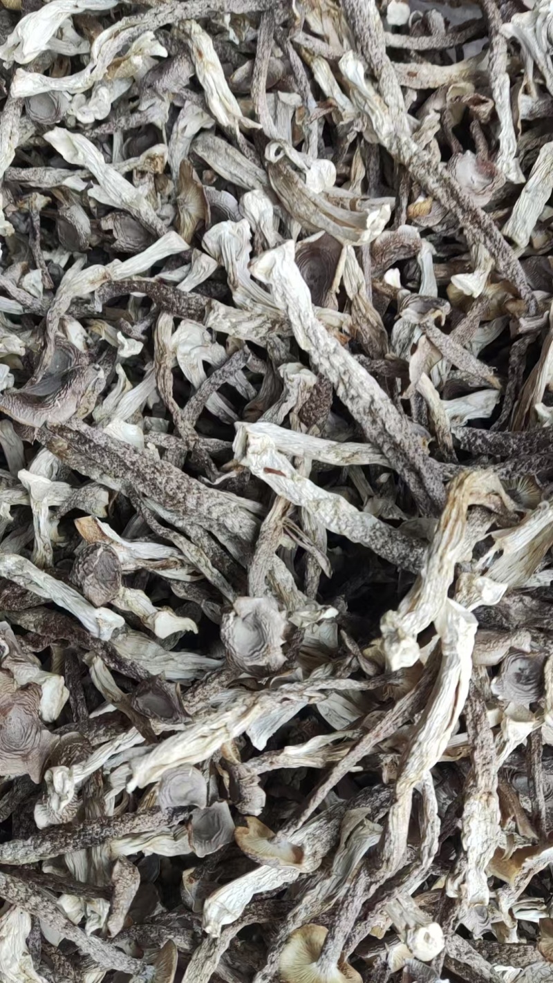 精品鹿茸菇全国可发量大从优现货速发价格透明