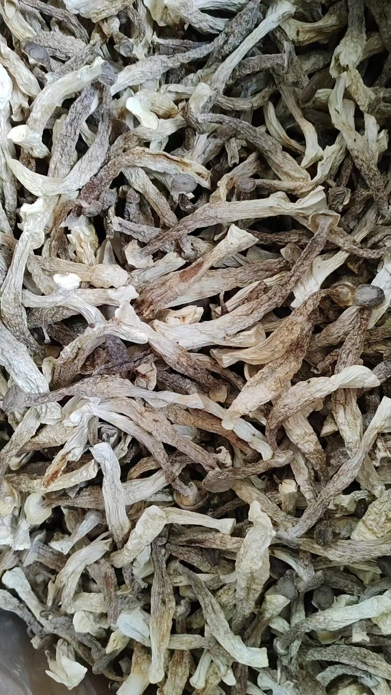 精品鹿茸菇全国可发量大从优现货速发价格透明