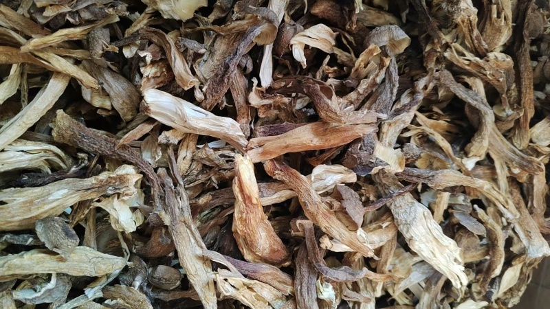 精品鹿茸菇全国可发量大从优现货速发价格透明