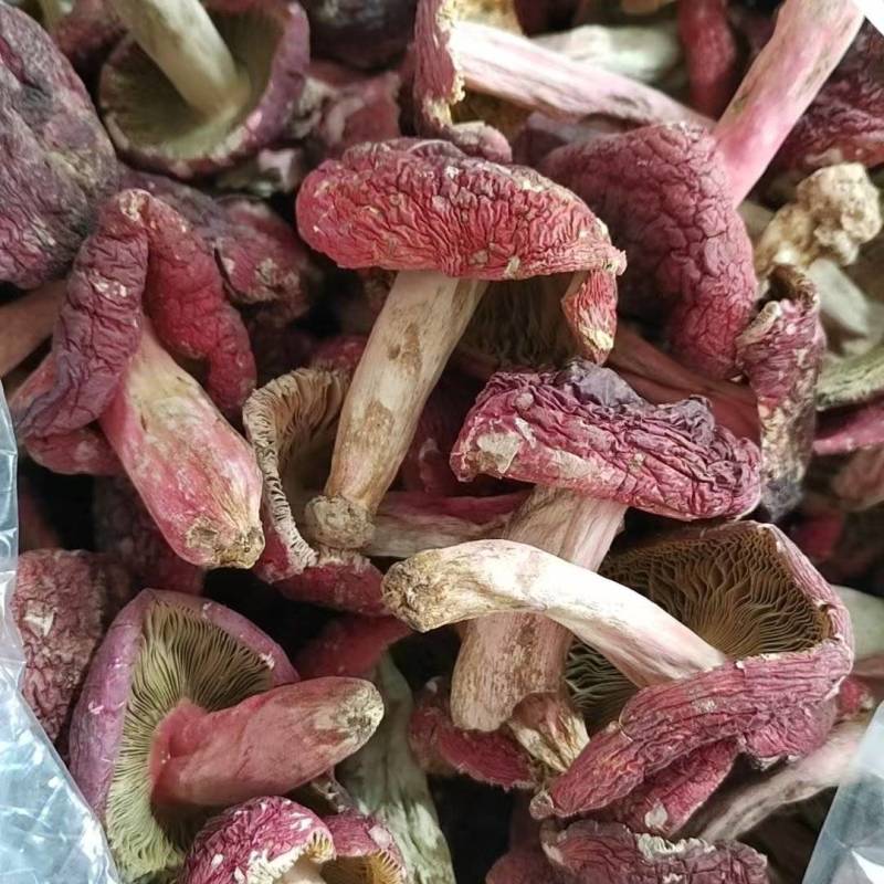 精品红菇源头产地现货速发规格齐全价格透明全国可