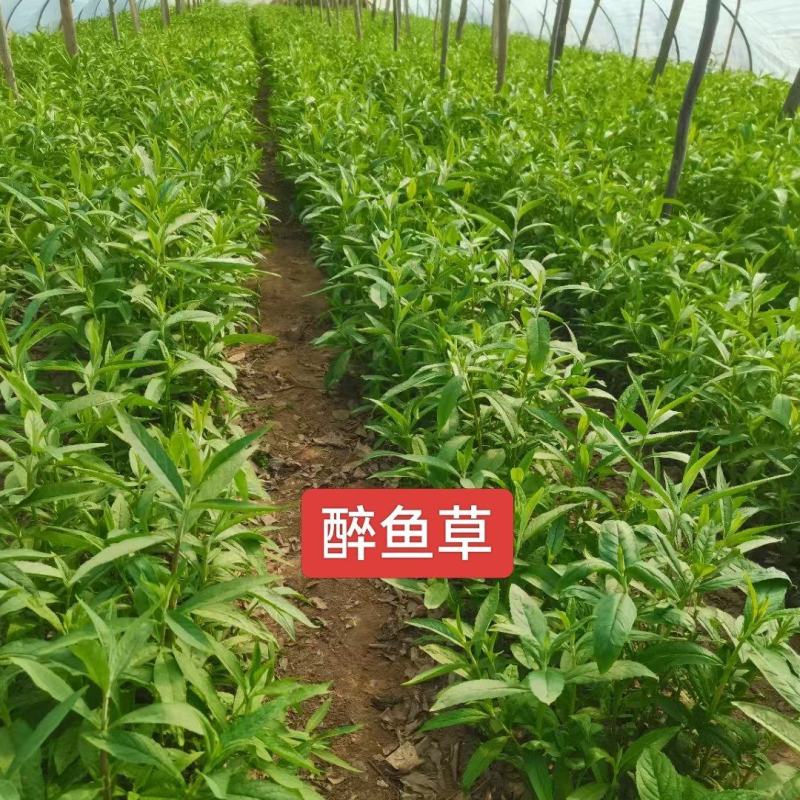 河北定州醉鱼草草花营养杯绿化苗木地被类一手货源