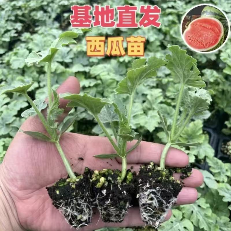 西瓜苗全美2k甜王冰糖子嫁接苗品种齐全西瓜苗基地直发
