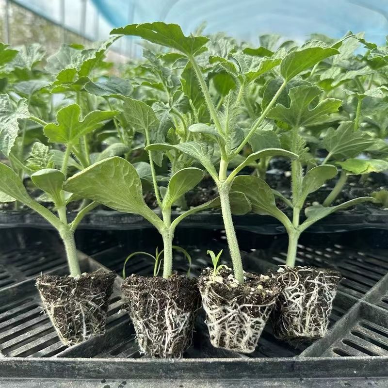 西瓜苗全美2k甜王冰糖子嫁接苗品种齐全西瓜苗基地直发