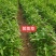 河北定州醉鱼草草花营养杯绿化苗木地被类一手货源
